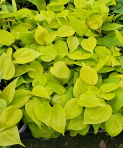 Philodendron Hederaceum Lemon Lime Live Plant – 4in Pot – Vining Houseplant - Image 3