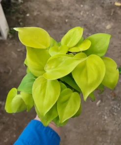 Philodendron Hederaceum Lemon Lime Live Plant – 4in Pot – Vining Houseplant - Image 4