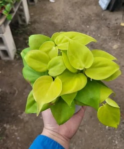 Philodendron Hederaceum Lemon Lime Live Plant – 4in Pot – Vining Houseplant - Image 1