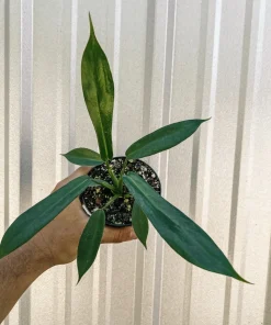 Philodendron Joepii Live Plant - Rare Aroid Houseplant - Image 1