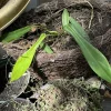 Philodendron Joepii Live Plant - Rare Aroid Houseplant Indoor - Image 1