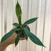 Philodendron Joepii Live Plant - Rare Tropical Aroid Houseplant - Image 1