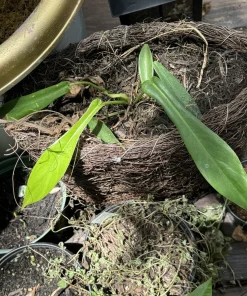Philodendron Joepii Live Plant - Rare Tropical Houseplant for Collectors - Image 1