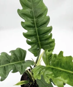 Philodendron Jungle Boogie Live Plant - Narrow Leaf Tropical Houseplant - Image 2