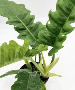 Philodendron Jungle Boogie Live Plant - Narrow Leaf Tropical Houseplant - Image 3