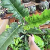 Philodendron Jungle Boogie Live Plant - Narrow Leaf Tropical Houseplant - Image 1