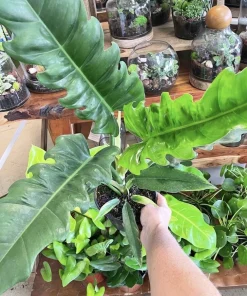 Philodendron Jungle Boogie Live Plant - Narrow Leaf Tropical Houseplant - Image 1