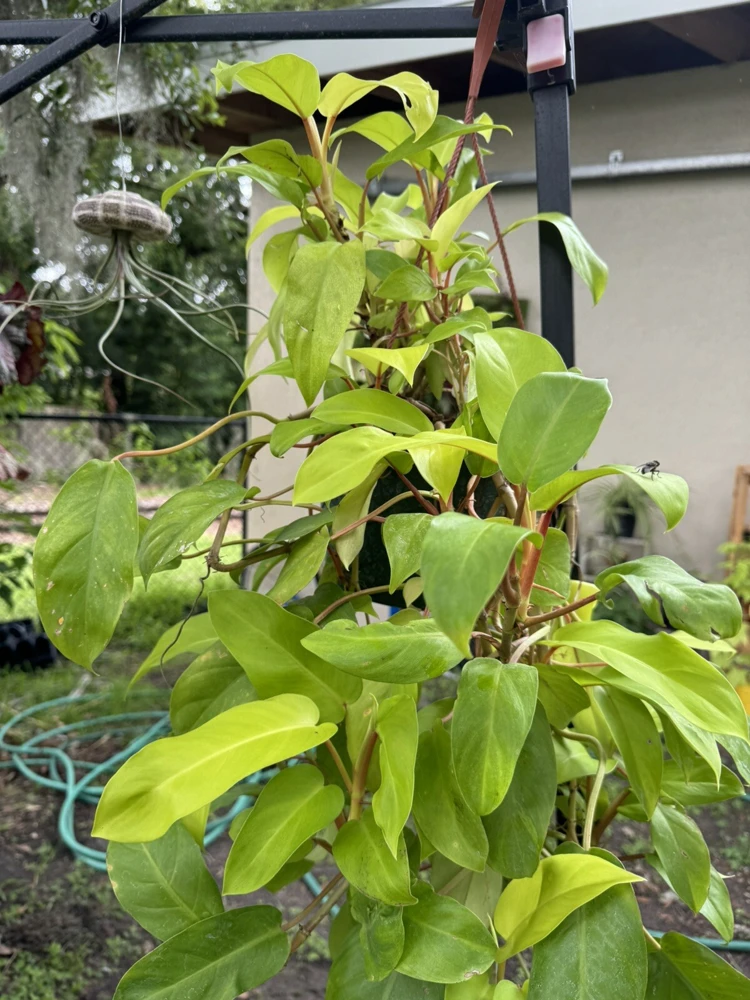 Philodendron Lemon Lime Bush Live Plant – Indoor Houseplant - Image 1