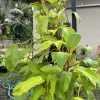 Philodendron Lemon Lime Live Plant - Bright Chartreuse Indoor Houseplant - Image 1