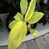 Philodendron Live Plant – Easy Care Houseplant for Indoor Decor - Image 1