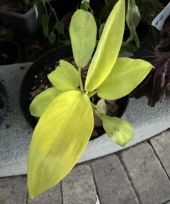 Philodendron Live Plant – Easy Care Houseplant for Indoor Decor - Image 1
