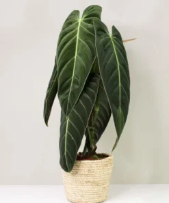 Philodendron Melanochrysum Live Plant – Rare 4-6 Inch Velvet Leaf Houseplant - Image 2