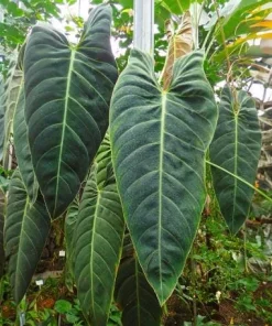Philodendron Melanochrysum Live Plant – Rare 4-6 Inch Velvet Leaf Houseplant - Image 3