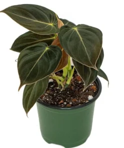 Philodendron Melanochrysum Live Plant – Rare 4-6 Inch Velvet Leaf Houseplant - Image 4