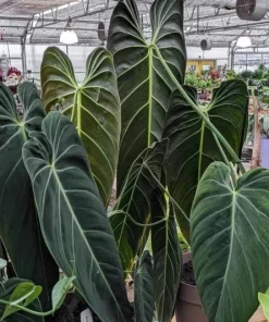Philodendron Melanochrysum Live Plant – Rare 4-6 Inch Velvet Leaf Houseplant - Image 5
