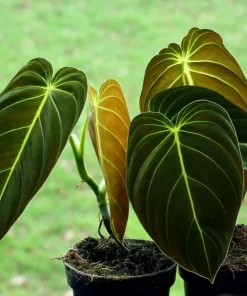 Philodendron Melanochrysum Live Plant – Rare 4-6 Inch Velvet Leaf Houseplant - Image 6