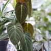 Philodendron Melanochrysum Live Plant – Rare 4-6 Inch Velvet Leaf Houseplant - Image 1
