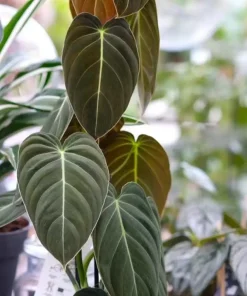 Philodendron Melanochrysum Live Plant – Rare 4-6 Inch Velvet Leaf Houseplant - Image 1