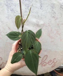 Philodendron Micans Live Plant - Velvet Heartleaf Houseplant - Image 1