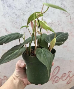 Philodendron Micans Live Plant – Velvety Heartleaf Houseplant, Indoor Trailing Vine - Image 2