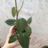 Philodendron Micans Live Plant – Velvety Heartleaf Houseplant, Indoor Trailing Vine - Image 1