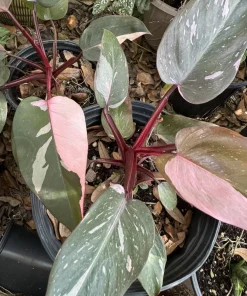 Philodendron Milkshake Live Plant – Rare Aroid – Indoor Houseplant - Image 2