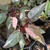 Philodendron Milkshake Live Plant – Rare Aroid – Indoor Houseplant - Image 1