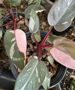 Philodendron 'Milkshake' Live Plant - Rare Variegated Tropical Houseplant - Image 2
