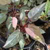 Philodendron 'Milkshake' Live Plant - Rare Variegated Tropical Houseplant - Image 1
