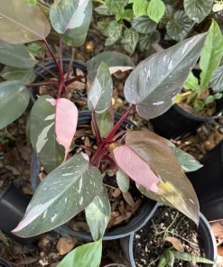 Philodendron 'Milkshake' Live Plant - Rare Variegated Tropical Houseplant - Image 1