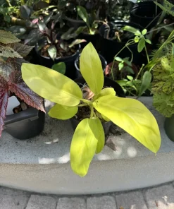Philodendron Moonlight Golden Goddess Live Plant - Indoor Houseplant - Image 2