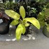 Philodendron Moonlight Golden Goddess Live Plant - Indoor Houseplant - Image 1