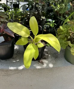 Philodendron Moonlight Golden Goddess Live Plant - Indoor Houseplant - Image 1