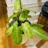 Philodendron Painted Lady Live Plant - Rare Aroid Houseplant - Image 1