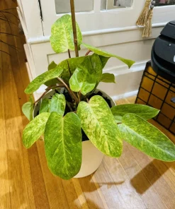 Philodendron Painted Lady Live Plant - Rare Aroid Houseplant - Image 1