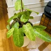 Philodendron Painted Lady Live Plant - Rare Variegated Tropical Houseplant - Image 1