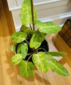 Philodendron Painted Lady Live Plant - Rare Variegated Tropical Houseplant - Image 2