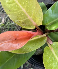 Philodendron Prince of Orange Live Plant - Rare Tropical Indoor Houseplant - Image 2