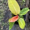 Philodendron Prince of Orange Live Plant - Rare Tropical Indoor Houseplant - Image 1