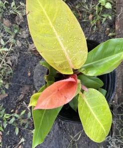 Philodendron Prince of Orange Live Plant - Rare Tropical Indoor Houseplant - Image 1