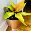 Philodendron 'Prince of Orange' Live Plant - Rare Tropical Indoor Houseplant - Image 1