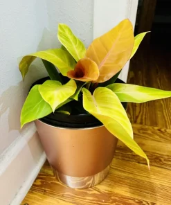 Philodendron 'Prince of Orange' Live Plant - Rare Tropical Indoor Houseplant - Image 1