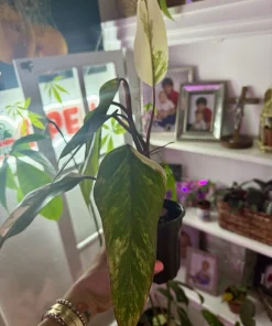 Philodendron Red Congo Variegated Live Plant - Rare Tropical Houseplant - Image 2