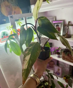 Philodendron Red Congo Variegated Live Plant - Rare Tropical Houseplant - Image 3