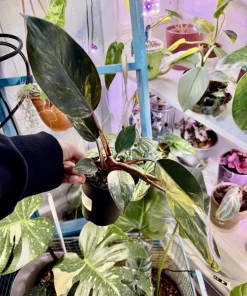 Philodendron Red Congo Variegated Live Plant - Rare Tropical Houseplant - Image 4