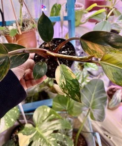 Philodendron Red Congo Variegated Live Plant - Rare Tropical Houseplant - Image 5