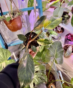 Philodendron Red Congo Variegated Live Plant - Rare Tropical Houseplant - Image 6