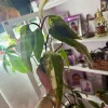 Philodendron Red Congo Variegated Live Plant - Rare Tropical Houseplant - Image 1
