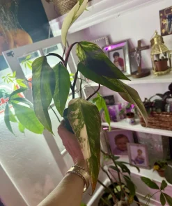 Philodendron Red Congo Variegated Live Plant - Rare Tropical Houseplant - Image 1