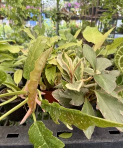 Philodendron Ring of Fire Live Plant - Exotic Indoor Houseplant - Image 2